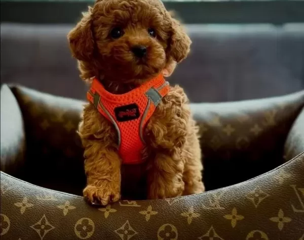 Magazamızdan Kıvırcık Kurklu Orjinal Poodle Bebekler