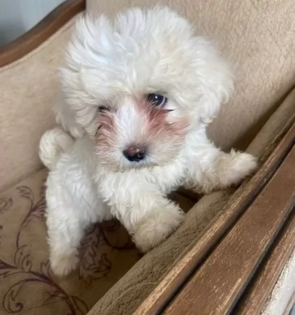 2 Aylık Orjinal Erkek Terrier