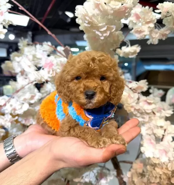 Ilk Asıları Tamamlanmıs Oyuncak Gorunumlu Maltipoo Yavruları