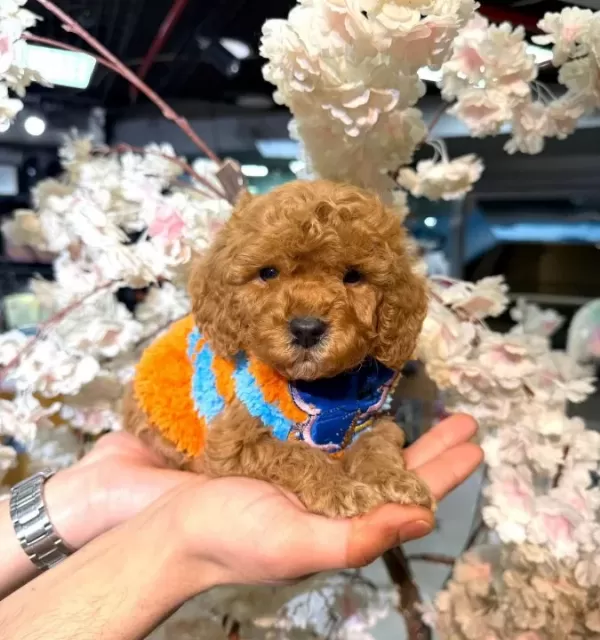 Ilk Asıları Tamamlanmıs Oyuncak Gorunumlu Maltipoo Yavruları
