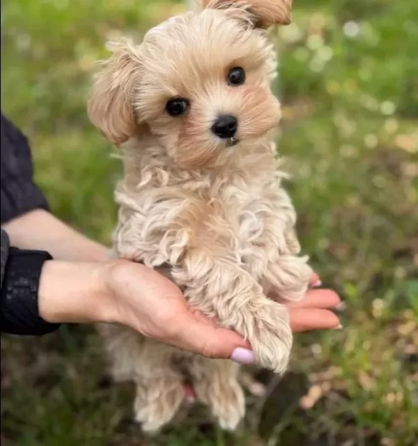 Hipoalerjenik Maltese Terrier Cinsi Yavrular