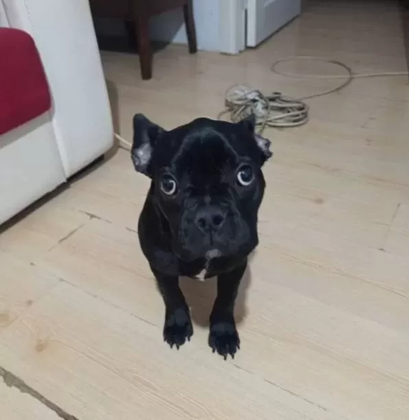Komut Bilen Sosyal French Bulldog