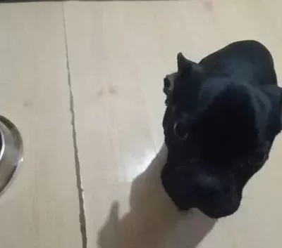 Komut Bilen Sosyal French Bulldog