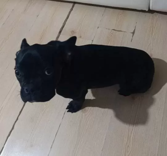 Komut Bilen Sosyal French Bulldog