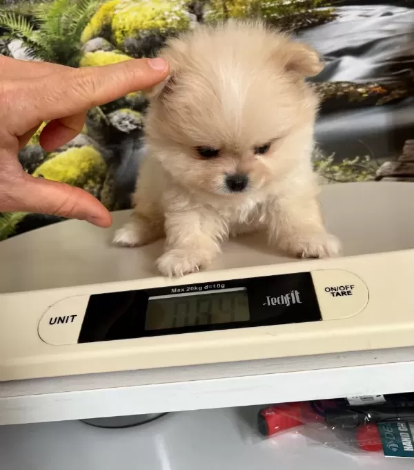 Cok Tatlı Safkan Mini Pomeranian Boo