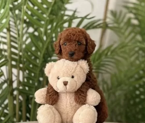 Kızıl Fırtına Poodle