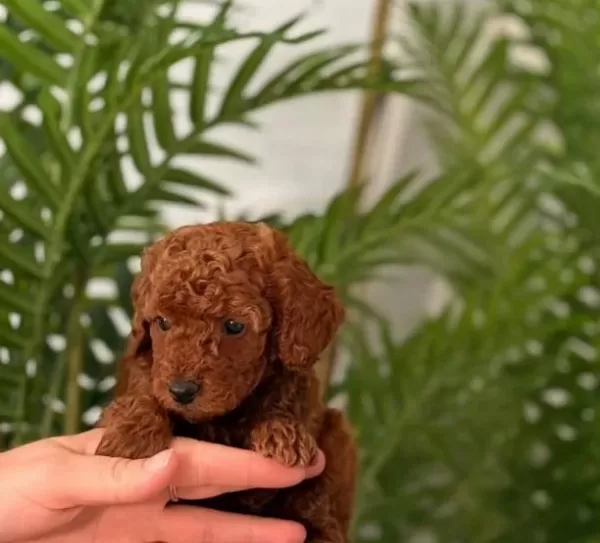 Kızıl Fırtına Poodle