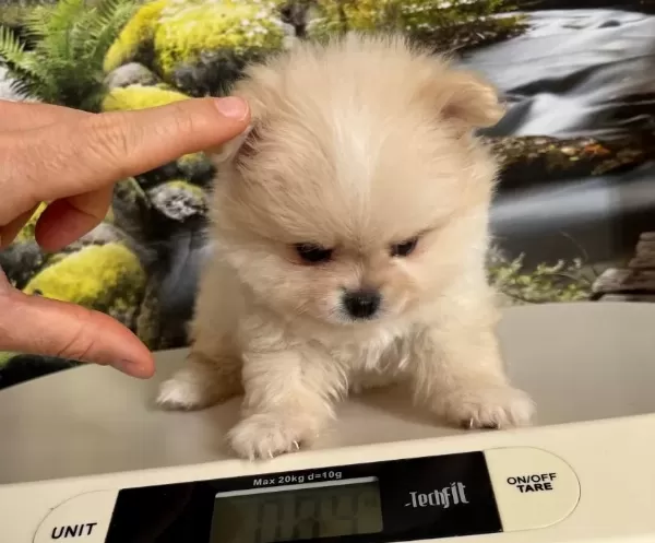 Cok Tatlı Safkan Mini Pomeranian Boo