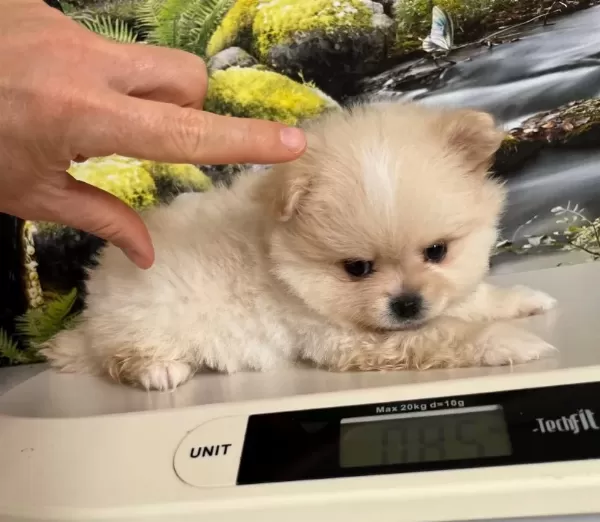 Cok Tatlı Safkan Mini Pomeranian Boo