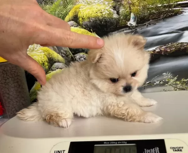 Cok Tatlı Safkan Mini Pomeranian Boo