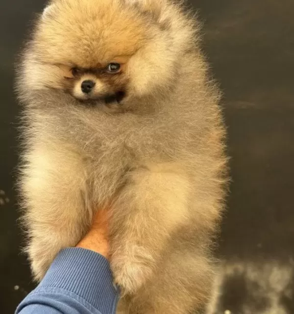 Ayicik Surat Pomerian Boo Yavru