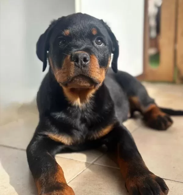A Scr Belgeli Rottweiler Yavrularım