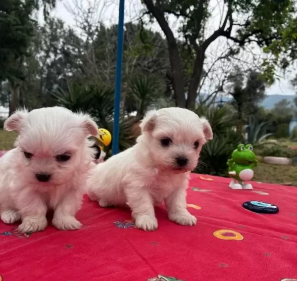 Bembeyaz Kar Tanesi Maltese Terrier