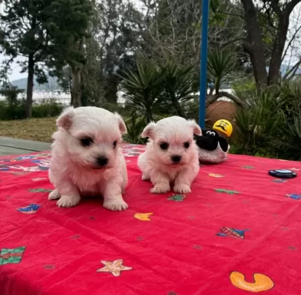 Bembeyaz Kar Tanesi Maltese Terrier