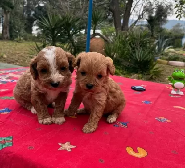 Red White Kıvırcık Poodle Yavruları