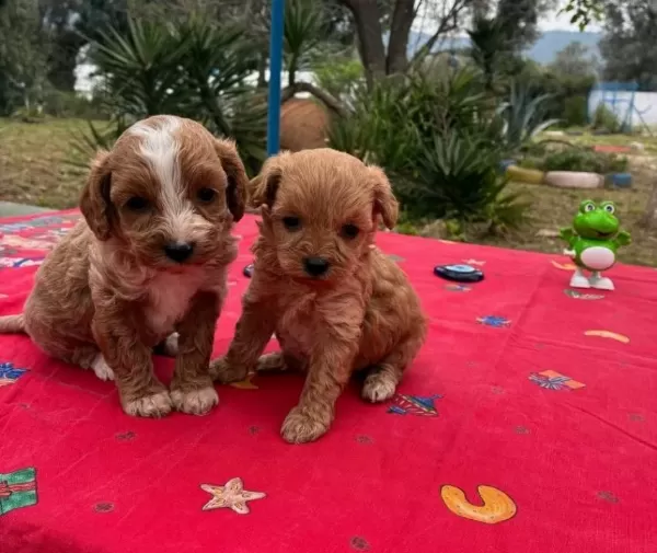 Red White Kıvırcık Poodle Yavruları