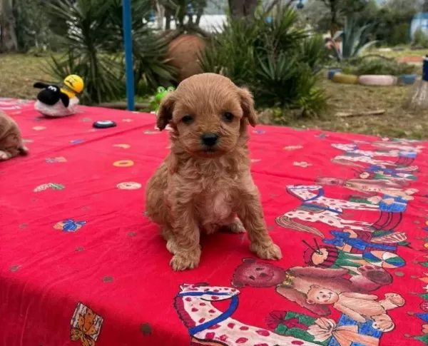 Red White Kıvırcık Poodle Yavruları