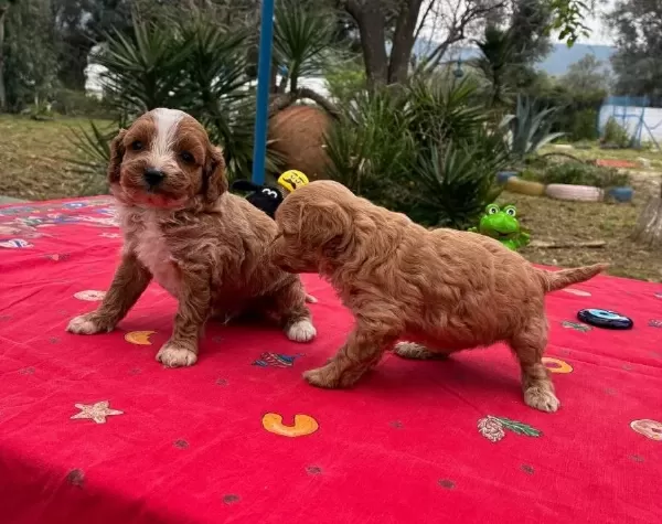 Red White Kıvırcık Poodle Yavruları