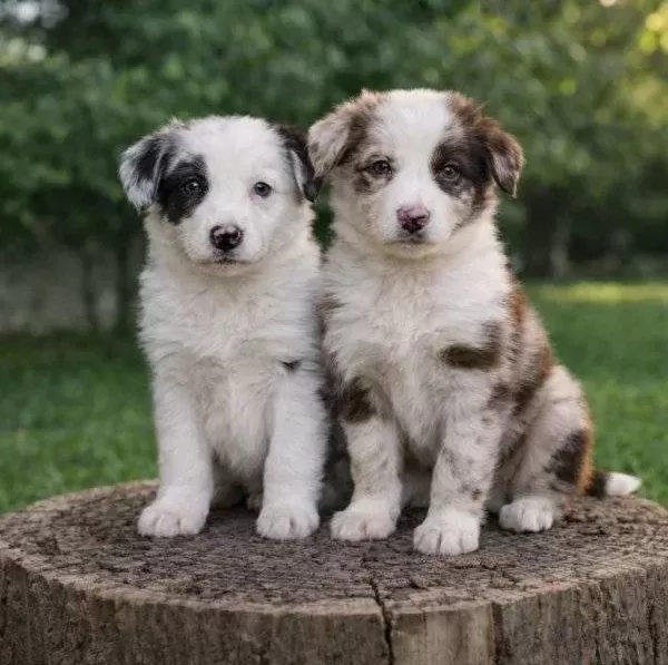 Benekli Ezber Bozan Border Collie