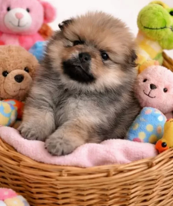 Kucuk Ayı Surat Pomeranian