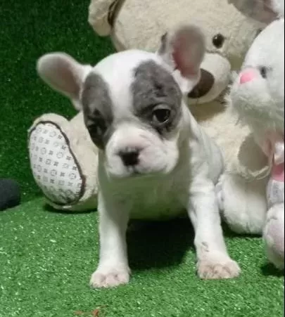 Izmir Safkan Frenc Bulldog