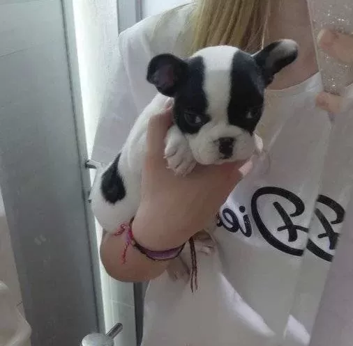 Izmir Safkan Frenc Bulldog
