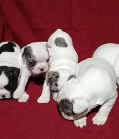 Izmir Safkan Frenc Bulldog