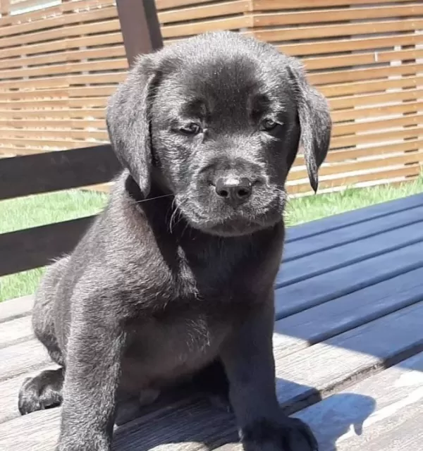 Zift Karası Labrador Yavru