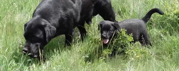 Zift Karası Labrador Yavru