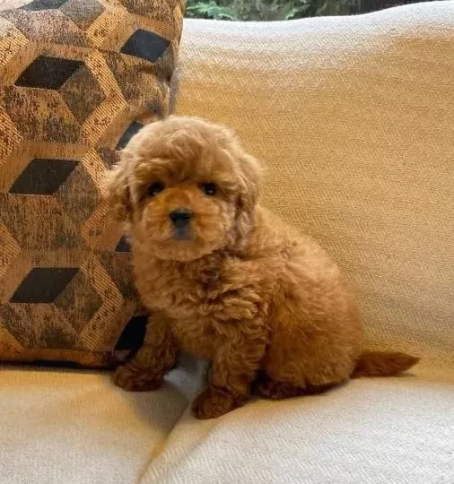 tüy Dokmeyen Anti Alerjik Yapılı Zeki Ve Hareketli Poodle