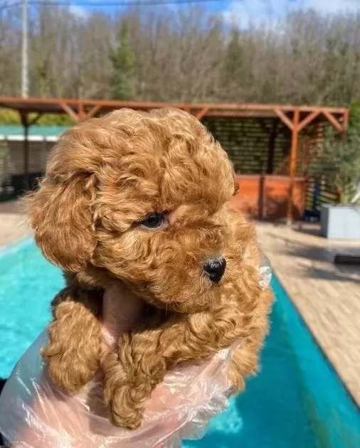 tüy Dokmeyen Anti Alerjik Yapılı Zeki Ve Hareketli Poodle