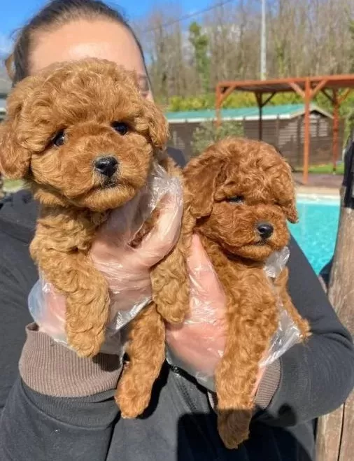 tüy Dokmeyen Anti Alerjik Yapılı Zeki Ve Hareketli Poodle