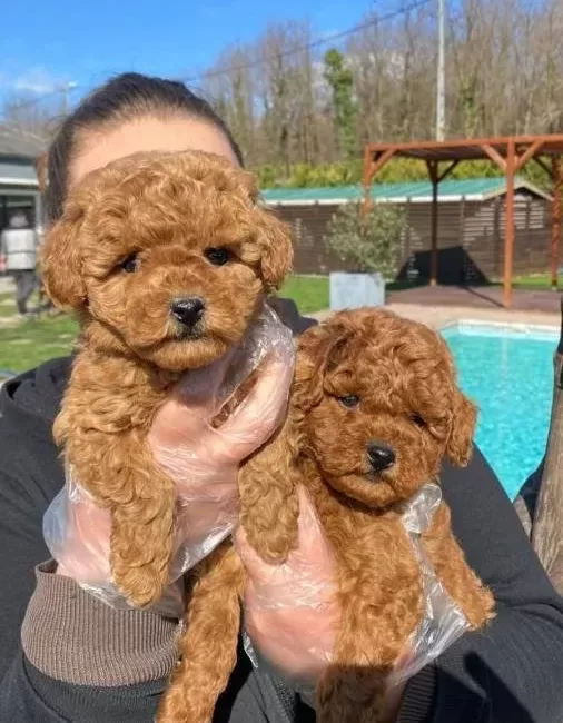 tüy Dokmeyen Anti Alerjik Yapılı Zeki Ve Hareketli Poodle
