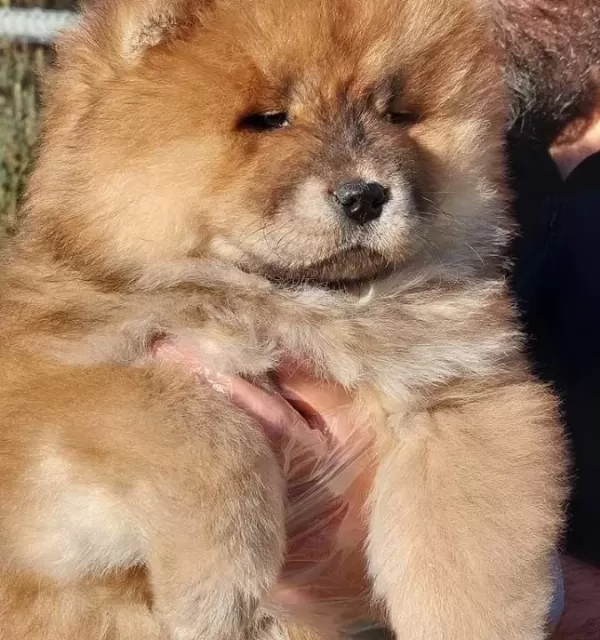 Kabarık Kurklu Chow Chow Yavruları Istanbul