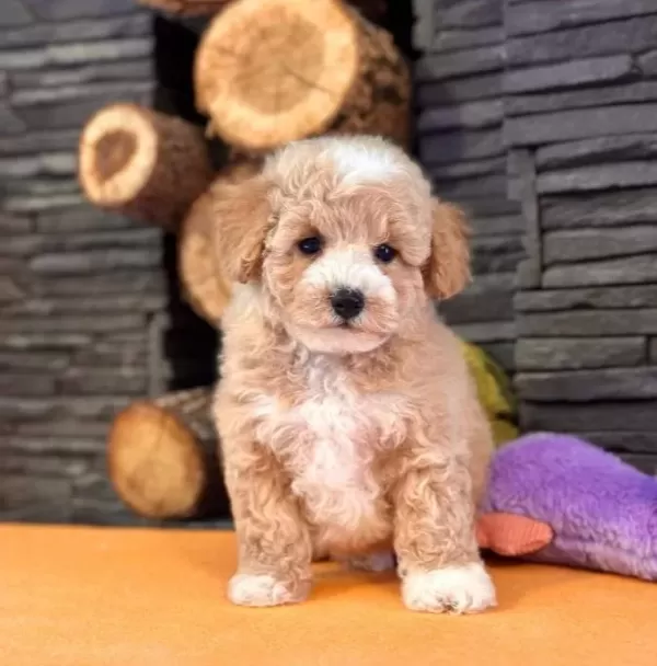 Hipoalerjenik Minicik Maltipoo Yavruları