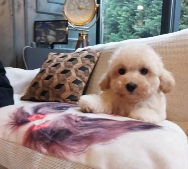 Hipoalerjenik Minicik Maltipoo Yavruları