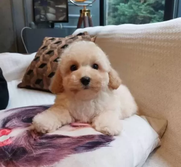 Hipoalerjenik Minicik Maltipoo Yavruları