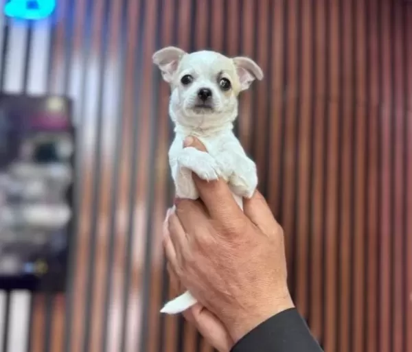Teacup Mini Boy Sivava Chihuahua