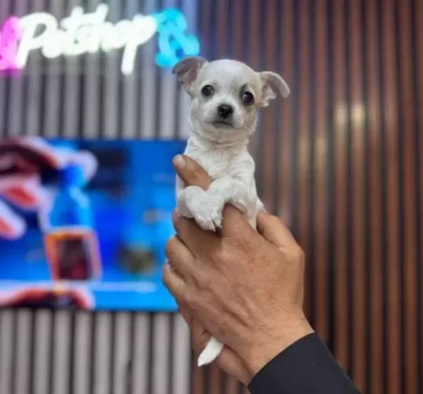 Teacup Mini Boy Sivava Chihuahua
