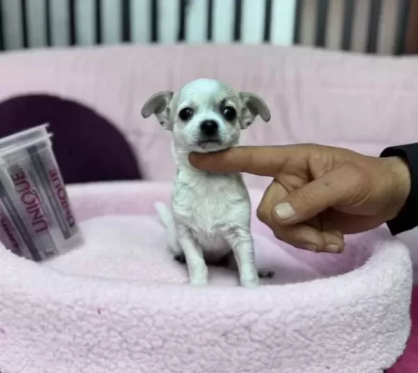Teacup Mini Boy Sivava Chihuahua
