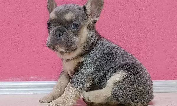 Bakıslarıyla Kalp Calan Lilac Frenchie Bebekleri