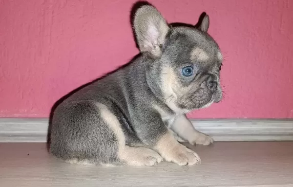 Bakıslarıyla Kalp Calan Lilac Frenchie Bebekleri