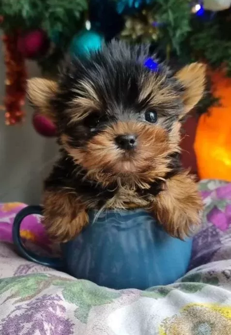 Izmir Urla Secereli Mini Boy Yorkshire Terrier Yavrumuz
