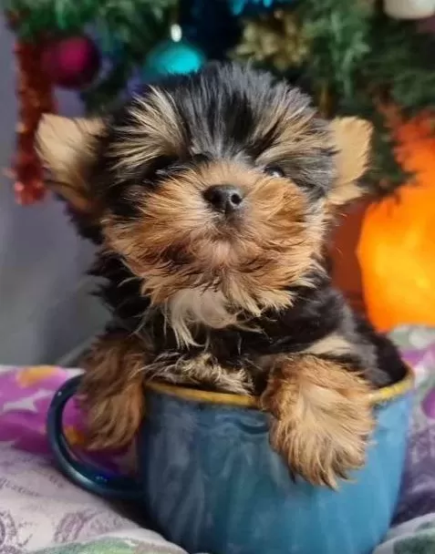Izmir Urla Secereli Mini Boy Yorkshire Terrier Yavrumuz