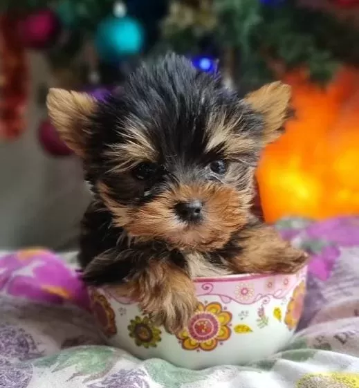 Izmir Urla Secereli Mini Boy Yorkshire Terrier Yavrumuz