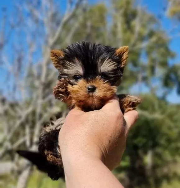Izmir Urla Secereli Mini Boy Yorkshire Terrier Yavrumuz