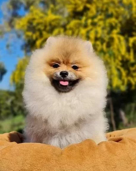 Pamuk Sekeri Kıvamında Tedyface Pomeranian Yavrusu