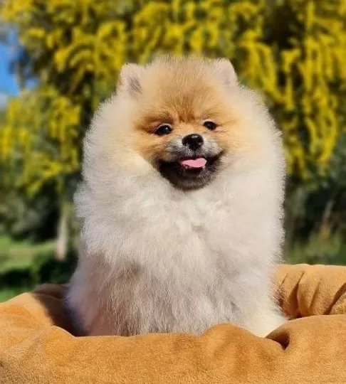 Pamuk Sekeri Kıvamında Tedyface Pomeranian Yavrusu