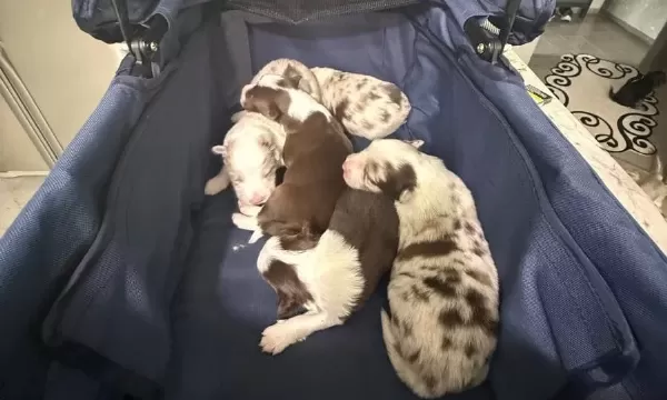 Prens Ve Prenses Border Collie Yavruları