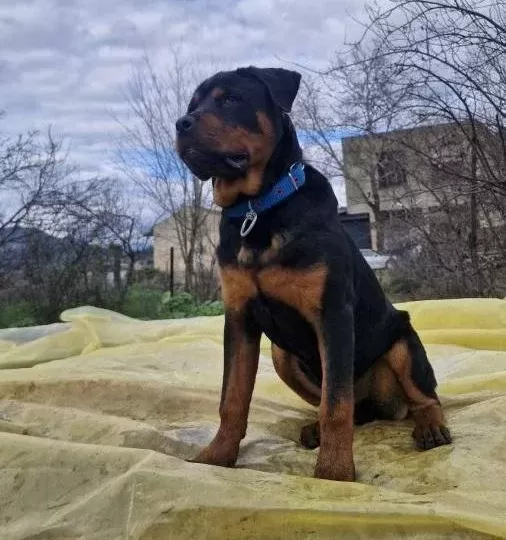 9 5 Aylık Rottweilerımız